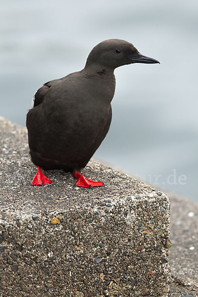 Gryllteiste (Cepphus grylle)