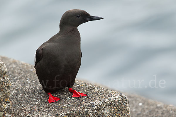 Gryllteiste (Cepphus grylle)