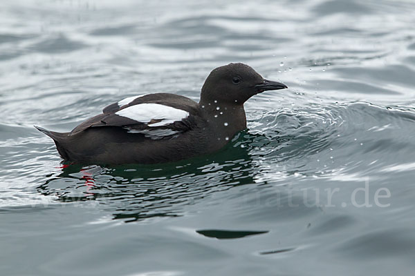 Gryllteiste (Cepphus grylle)