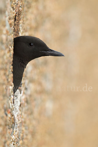 Gryllteiste (Cepphus grylle)