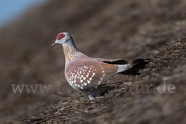 Guineataube (Columba guinea)