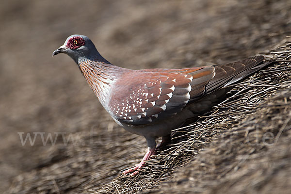 Guineataube (Columba guinea)