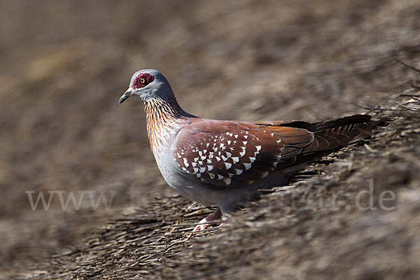 Guineataube (Columba guinea)