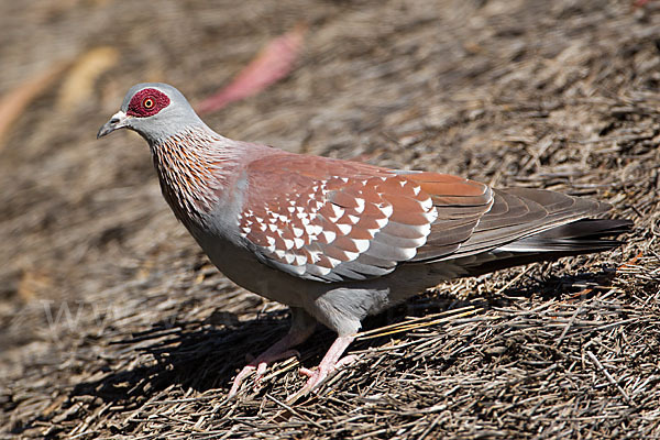 Guineataube (Columba guinea)