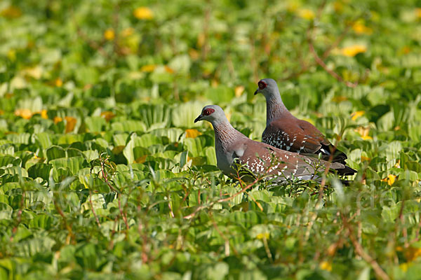 Guineataube (Columba guinea)