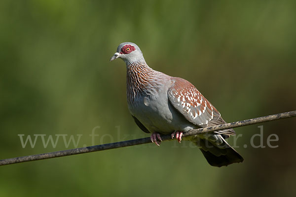 Guineataube (Columba guinea)