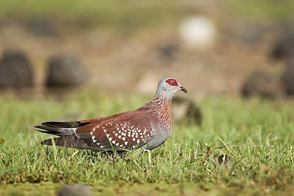 Guineataube (Columba guinea)