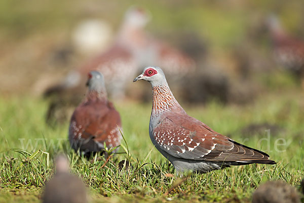 Guineataube (Columba guinea)