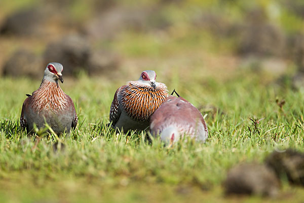 Guineataube (Columba guinea)