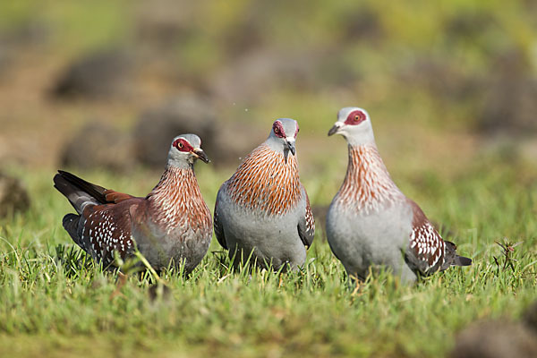 Guineataube (Columba guinea)