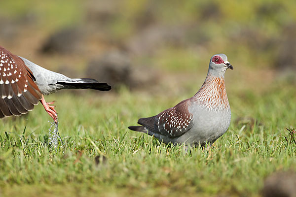 Guineataube (Columba guinea)