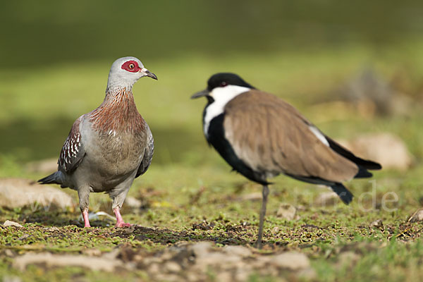 Guineataube (Columba guinea)