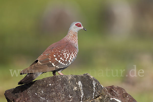 Guineataube (Columba guinea)