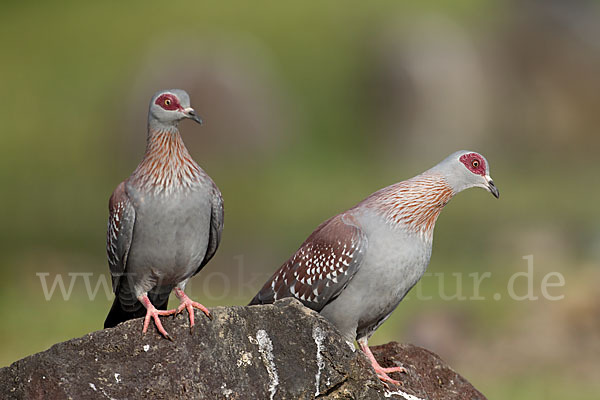 Guineataube (Columba guinea)