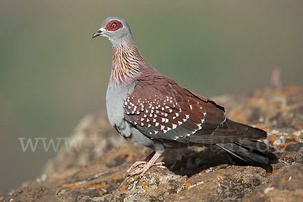 Guineataube (Columba guinea)