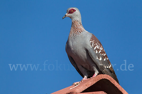 Guineataube (Columba guinea)