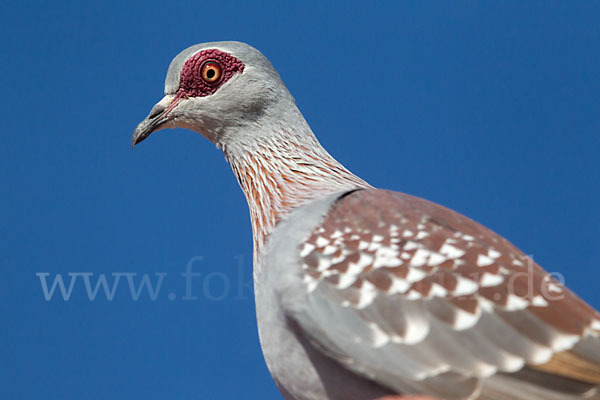 Guineataube (Columba guinea)