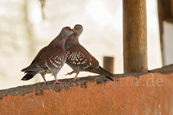 Guineataube (Columba guinea)