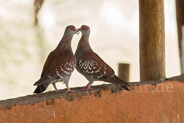 Guineataube (Columba guinea)