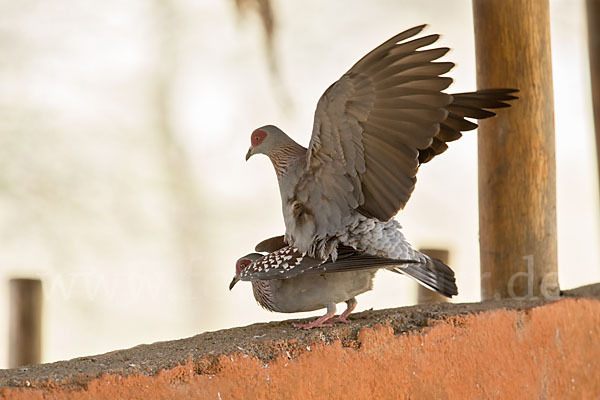 Guineataube (Columba guinea)