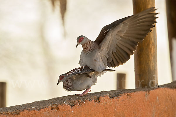 Guineataube (Columba guinea)