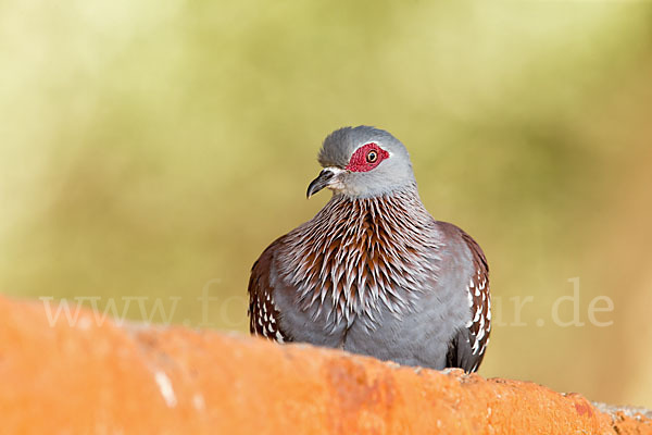 Guineataube (Columba guinea)