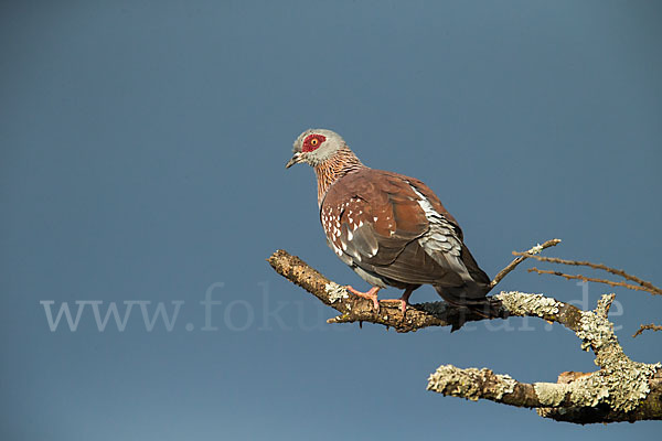 Guineataube (Columba guinea)