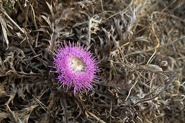 Gummi-Spindelkraut (Atractylis gummifera)