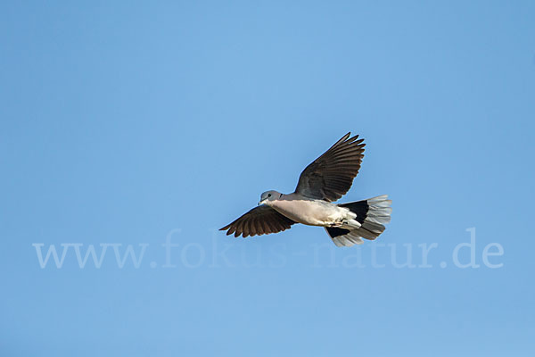 Gurrtaube (Streptopelia capicola)