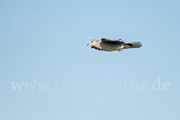 Gurrtaube (Streptopelia capicola)