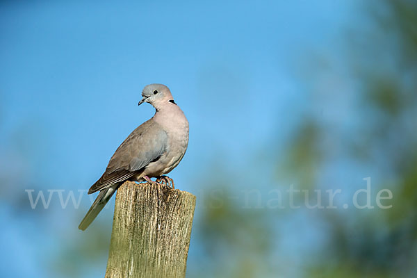 Gurrtaube (Streptopelia capicola)