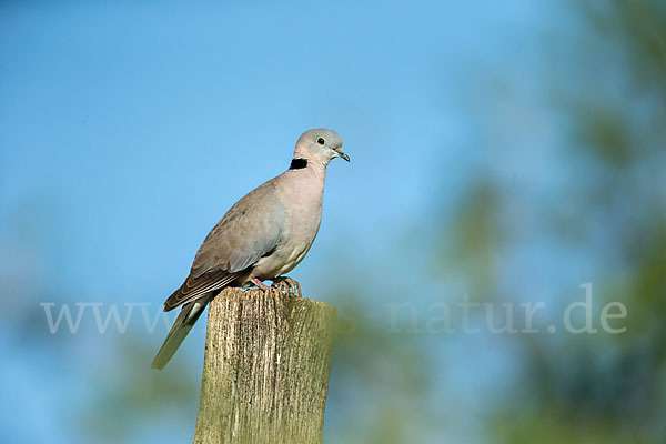 Gurrtaube (Streptopelia capicola)