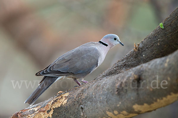 Gurrtaube (Streptopelia capicola)