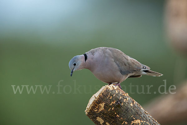 Gurrtaube (Streptopelia capicola)