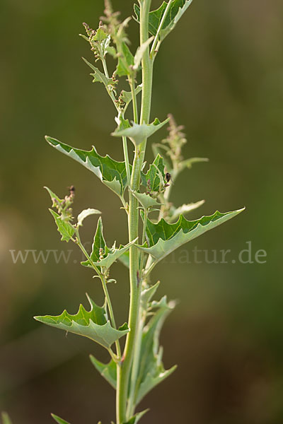 Guter Heinrich (Chenopodium bonus-henricus)