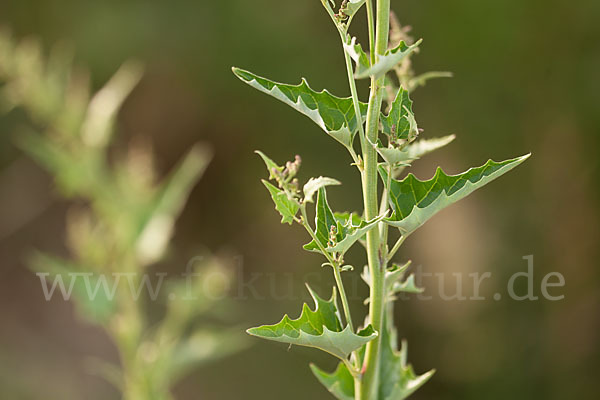 Guter Heinrich (Chenopodium bonus-henricus)