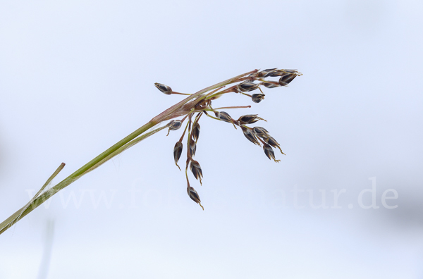 Haar-Hainsimse (Luzula pilosa)