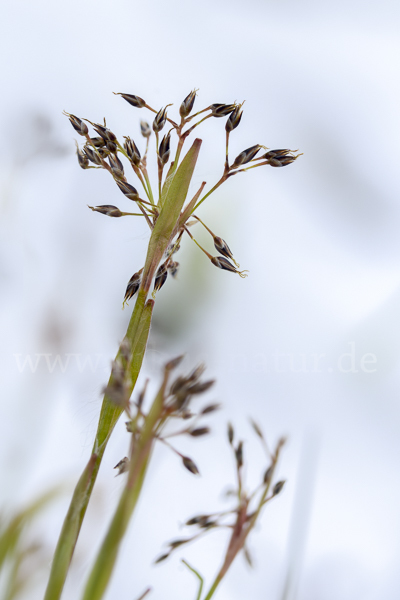 Haar-Hainsimse (Luzula pilosa)