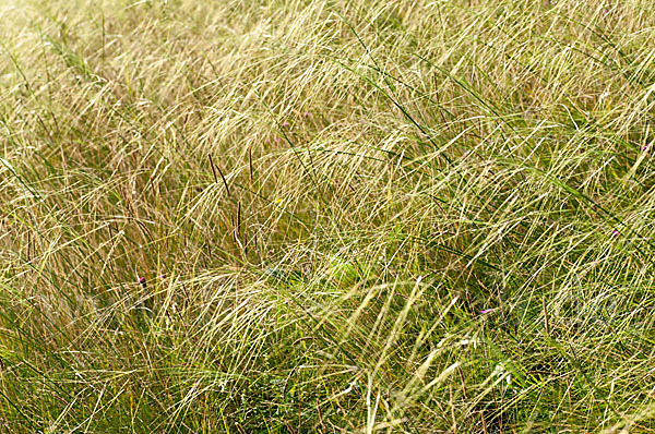 Haar-Pfriemengras (Stipa capillata)