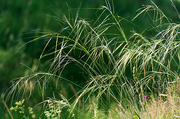 Haar-Pfriemengras (Stipa capillata)