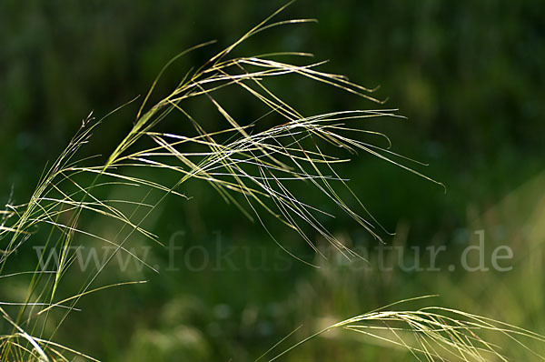 Haar-Pfriemengras (Stipa capillata)