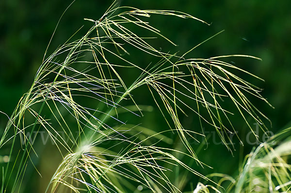 Haar-Pfriemengras (Stipa capillata)