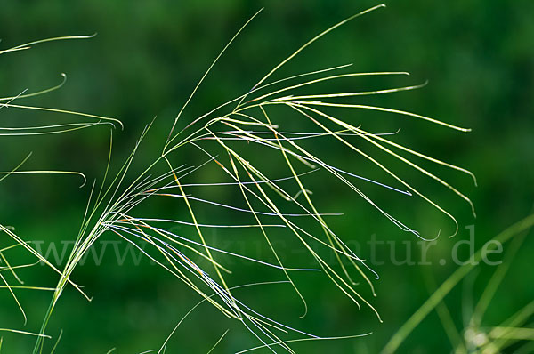 Haar-Pfriemengras (Stipa capillata)