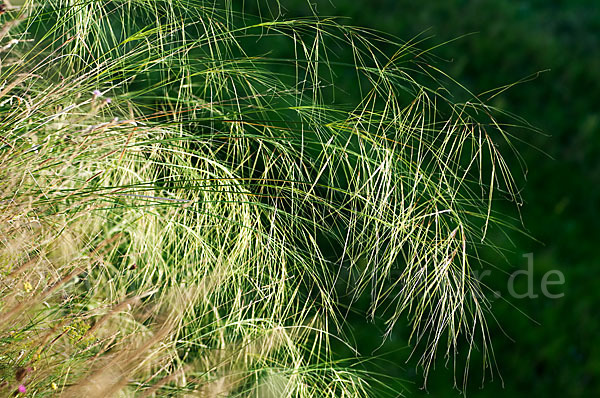 Haar-Pfriemengras (Stipa capillata)