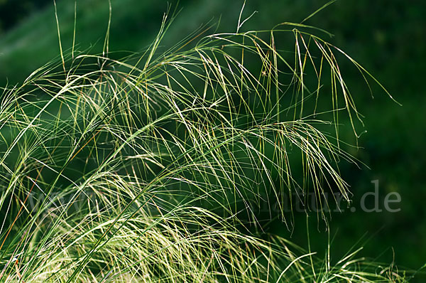 Haar-Pfriemengras (Stipa capillata)