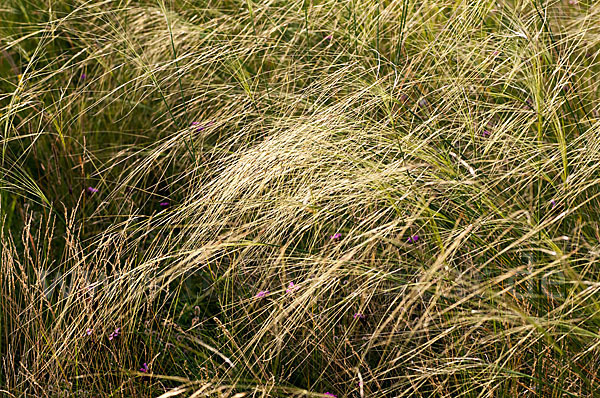 Haar-Pfriemengras (Stipa capillata)