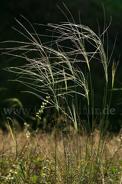 Haar-Pfriemengras (Stipa capillata)