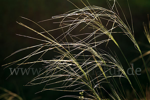 Haar-Pfriemengras (Stipa capillata)