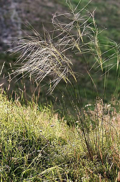 Haar-Pfriemengras (Stipa capillata)