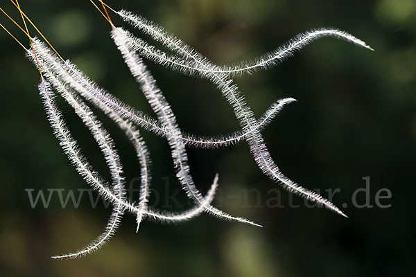 Haar-Pfriemengras (Stipa capillata)